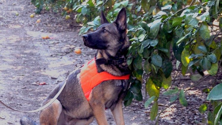 Pflanzenkrankheiten wie Zitruskrebs oder die Bakterienkrankheit Huanglongbing (gelber Drache) sollen mit Hilfe der Hunde frühzeitig erkannt werden. Bild: Prof. Tim R. Gottwald, US-Landwirtschaftsministerium (USDA).