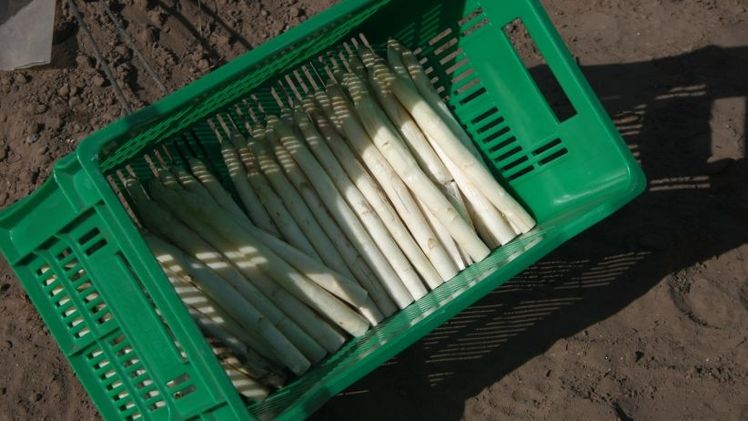 Immer mehr Spargel geerntet. Bild: GABOT.