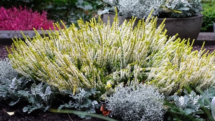 Aktuell leuchtet die Heide in monochromen Pflanzungen, wie auch harmonisch integriert in vielen anderen Herbstpflanzungen. Bild: Azerca/Banse.