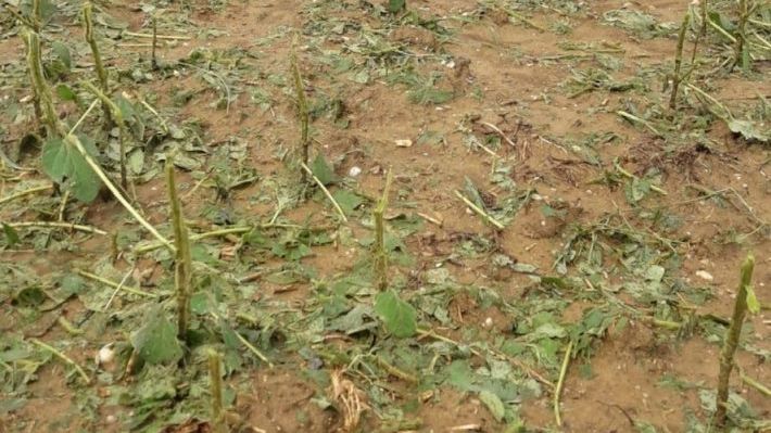 Hagel an Sojabohne in Oberschützen (Bgld). Bild: Österreichische Hagelversicherung.