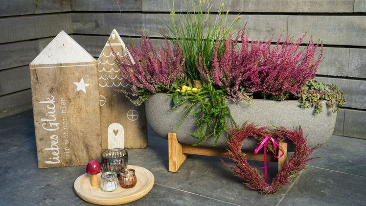 Die Knospen von 'Lioba' blühen nie ganz auf und behalten über Monate ihre frische Farbe. Bild: GABOT.