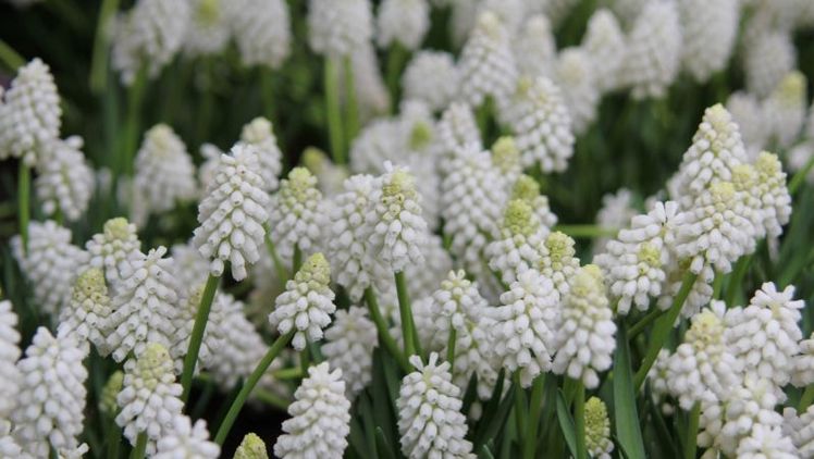 Traubenhyazinthe 'White Magic'. Bild: Bild: © Bruno Nebelung GmbH/Kiepenkerl.