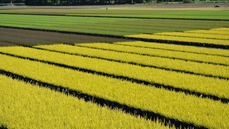 Produktschwerpunkt liegt in erster Linie in der Containerkultur von Callunen Gardengirls®, Eriken, Bodendecker, Laubgehölzen, Stämmen und Stämmchen. Bild: Stalling Baumschulen.
