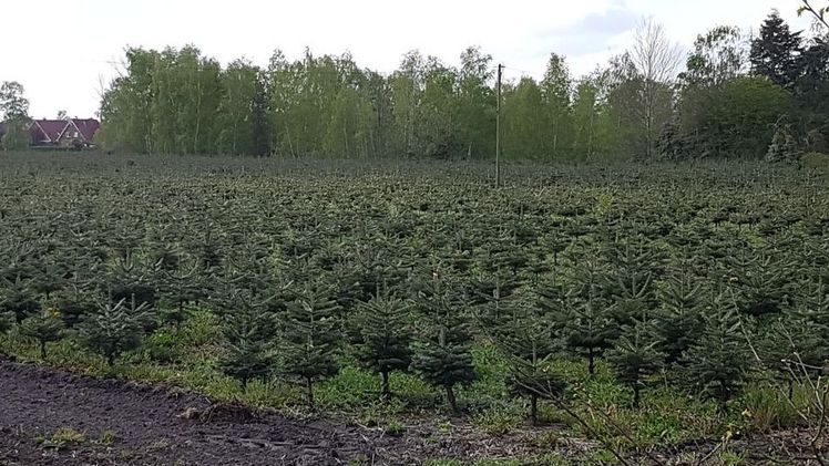 Diese Bäume haben noch ein paar Jahre Zeit, bevor sie in deutschen Wohnzimmern landen. Bild: GABOT.