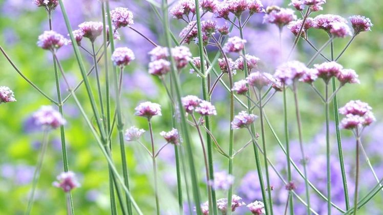Verbena bonariensis. Bild: iVerde 'Perennial Power'/vankesteren@ibulb.org.