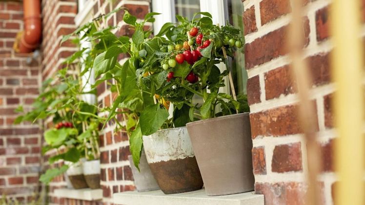 Gutes Fazit bei der zur Gemüsepflanzensaison 2023. Bild: Landgard Pictures.