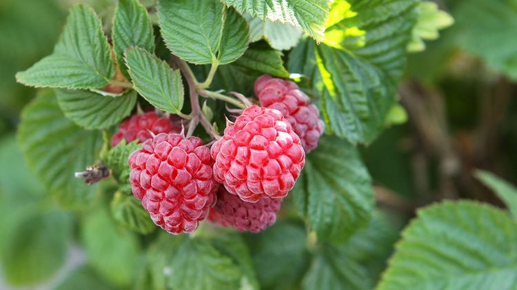 Lowberry® Ruby Best®. Bild: Lubera.