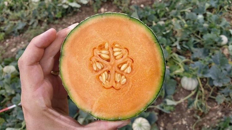 Melonenzüchtung. Bild: Lubera.