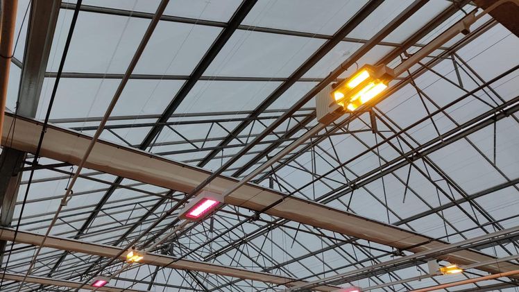Royal Van Zanten investierte kürzlich in ein neues geschlossenes Anbausystem mit LED-Beleuchtung und verbesserten Insektenschutzgittern. Bild: Royal Van Zanten.