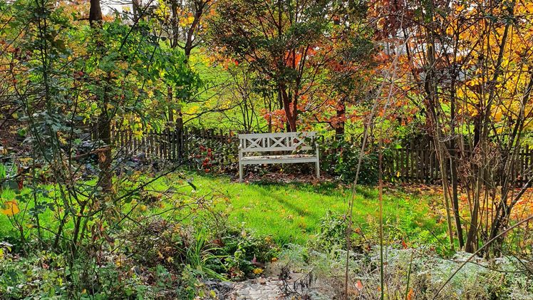 Gehölze mit warmer Färbung fangen das Licht der tiefstehenden Sonne mit ihrem Blätterdach ein und geben es als goldenen, hellen Schimmer an den Garten weiter. Bild: BGL.