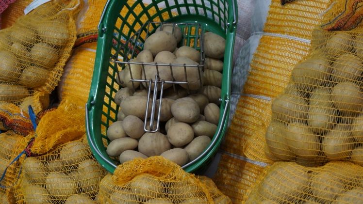 Die Erntemengen liegen zwar über jenen der Vorjahre, sind allerdings regional sehr unterschiedlich. Bild: GABOT.