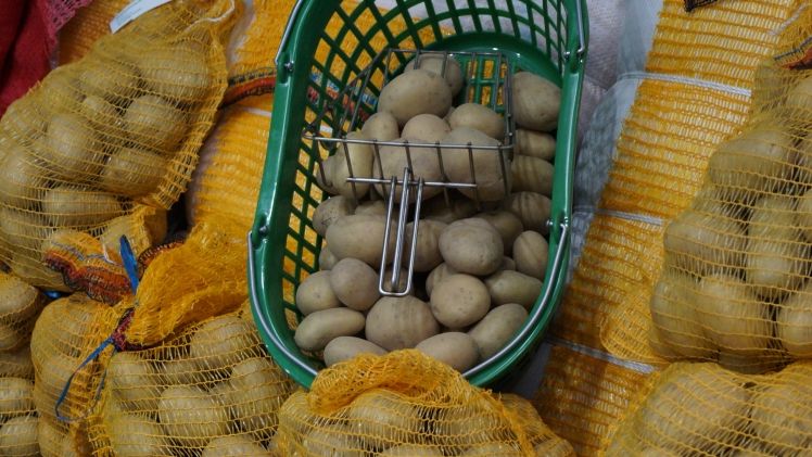 Kartoffelbauern fehlt ein Viertel der Ernte. Bild: GABOT.