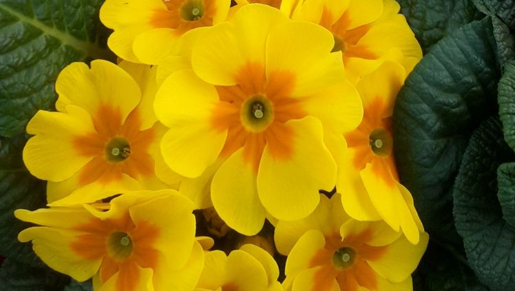 Tag der Primeln am 19. April. Bild: GABOT.