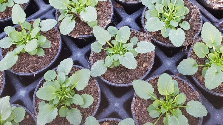 Wie geht die Gartenbauindustrie mit ihrem ökologischen Fußabdruck um? Bild: GABOT.