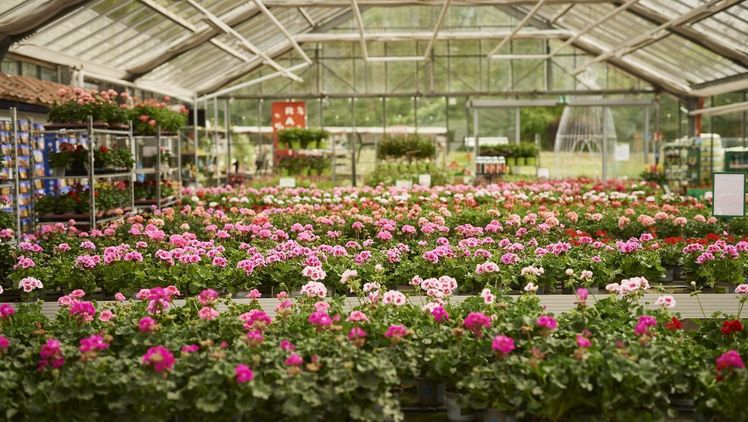 Texte und Bilder präsentieren die Geranie als vielseitige, abwechslungsreiche Pflanze. Bild: PfE. Texte und Bilder präsentieren die Geranie als vielseitige, abwechslungsreiche Pflanze. Bild: PfE.