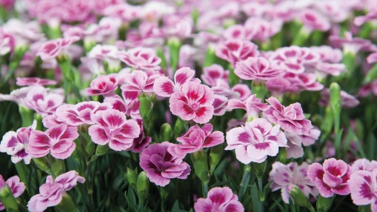 Die einzigartige Topfnelke Pink Kisses® ist die erfolgreichste Nelke im Selecta Sortiment. Bild: Selecta one.