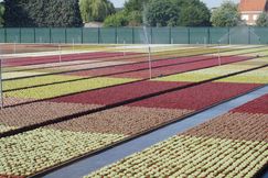 Die Produktion von Outdoor-Sukkulenten bei Belgicactus. Bild: GABOT. Die Produktion von Outdoor-Sukkulenten bei Belgicactus. Bild: GABOT.