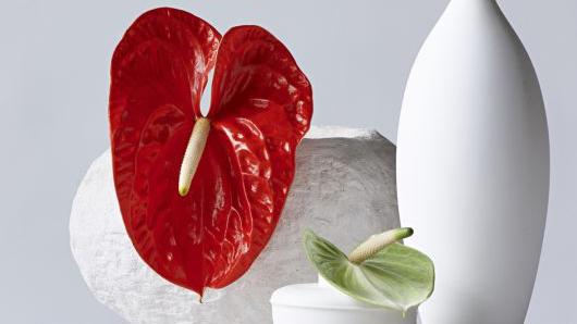 Valentinstag Ein Bluhendes Herz Als Zeichen Der Liebe Gabot De