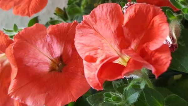 Gen-Petunien: 51 Sorten mit Fremd-DNA identifiziert. Bild: GABOT.