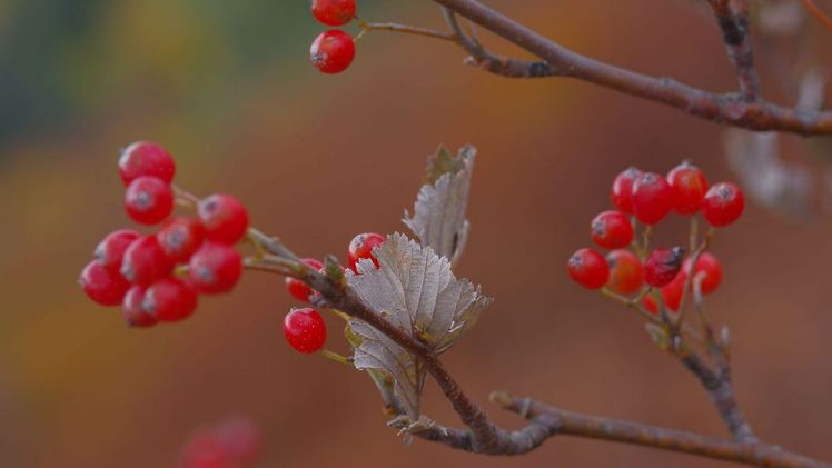 Die Mehlbeere im Herbst: Früchte und Blätter (auf der Unterseite dicht filzig behaart). Bild: Boris Mittermeier, LWF.