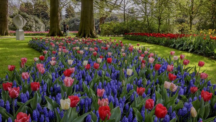 Keukenhof hatte auch 2018 eine erfolgreiche Saison. Bild: Keukenhof.