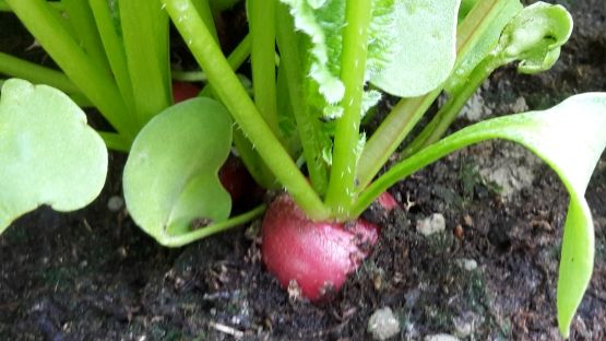 Höchstgehaltsüberschreitungen bei Rettich-/Radieschenblättern zukünftig möglich. Bild: GABOT.