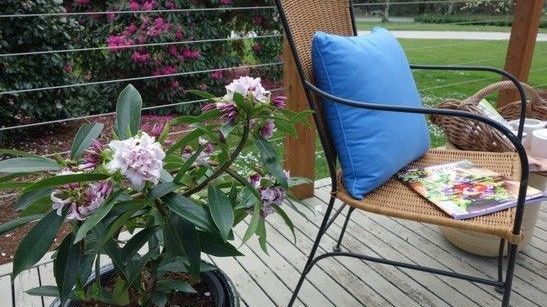 'Perfume Princess' kommt ins Gartencenter. Bild: Tesselaar.