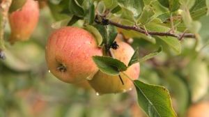 Die Notfallzulassung ist beschränkt auf die Anwendung gegen Feuerbrand an Kernobst. Bild: BVL.