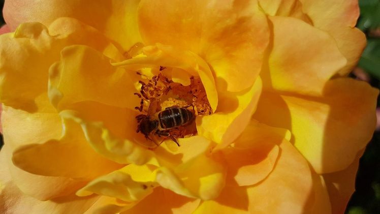 Zwei Faktoren gefährden die Bienenpopulation extrem stark. Bild: GABOT.