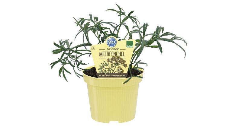 Bio-Meerfenchel, Crithmum maritimum. Bild: Blu.