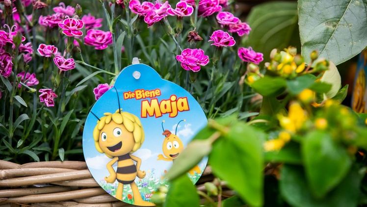 Dank der großen Bandbreite bienenfreundlicher Blühpflanzen, die in unterschiedlichen Topfgrößen erhältlich sind, findet garantiert jede*r Pflanzenfreund*in im Fachhandel den optimalen Biene Maja-Mix für seinen Garten. Bild: Landgard.