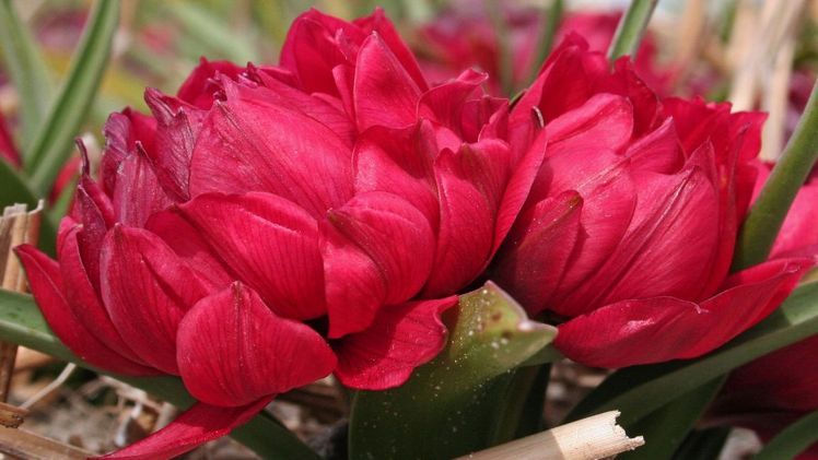 Die Tulipa humilis 'Tete a Tete' entwickelt gefüllte Blüten auf sehr kleinen Stielen und erinnert entfernt an Seerosen. Aus jeder Zwiebel bilden sich zwei bis drei Blüten, die in kleinen Sträußen den Frühling begrüßen. Bild: fluwel.de.
