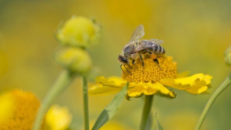 Honigbiene auf Coreopsisblüte. Bild: Neudorff.