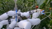 Roboter arbeitet im Gewächshaus an Paprika. Quelle: Rohit Menon/Christian Lenz, © Universität Bonn.