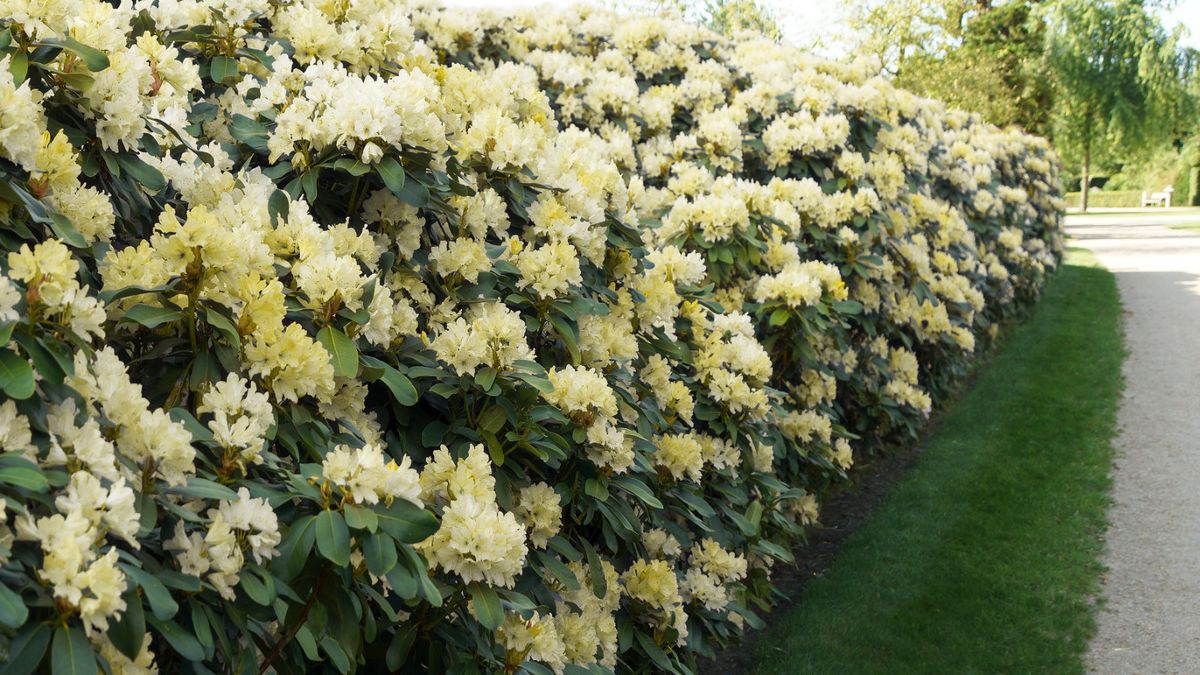 stechpalme lateinisch Stechpalme - Ilex maximowicziana Kanehirae