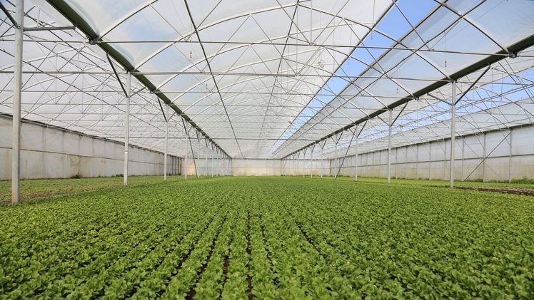 In der Schweiz werden 227 Hektar Nüsslisalat in Gewächshäusern angebaut. Bild: lid.