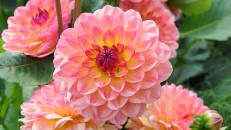 Dahliengarten. Bild: © Uhlemann.