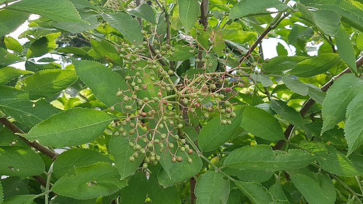 Beim Schwarzen Holunder betrug die Erntemenge an Holunderbeeren im Jahr 2021 rund 271 Tonnen. Bild: GABOT.
