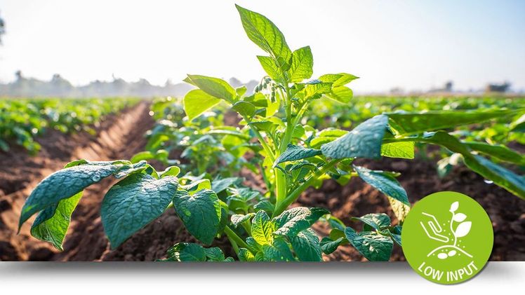 Die ertragreichen und qualitativ hochwertigen Spezialsorten für die Low Input Produktion schonen die Umwelt und sparen Kosten. Bild: EUROPLANT.