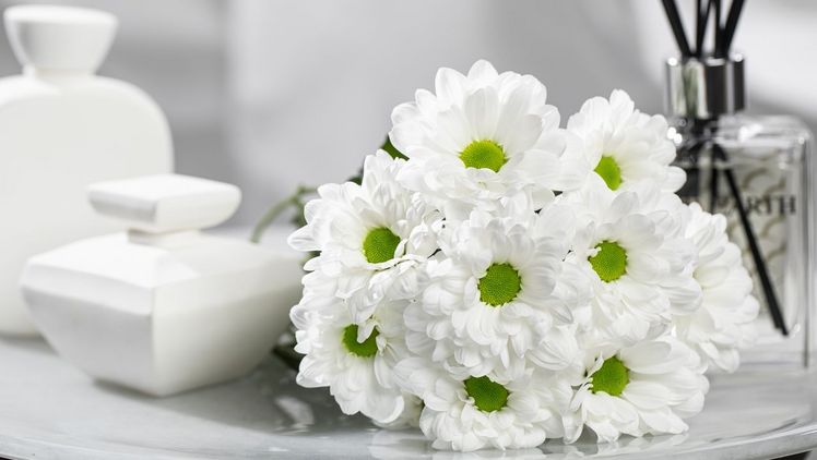 Die Chrysantheme der Zukunft mit perlweißen Blütenblättern und einer frischen, grünen Mitte. Bild: Dümmen Orange.