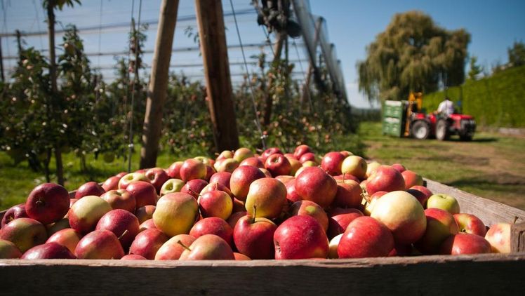 Migros lanciert ein Nachhaltigkeitsprogramm für den Anbau von Schweizer Äpfel und Birnen. Bild: Migros.