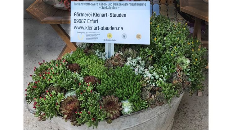 Für das hervorragende Sukkulenten-Sortiment erhielt Klenart Stauden den Ehrenpreis der Landwirtschaftskammer Niedersachsen. Bild: Deutsche Bundesgartenschau-Gesellschaft.