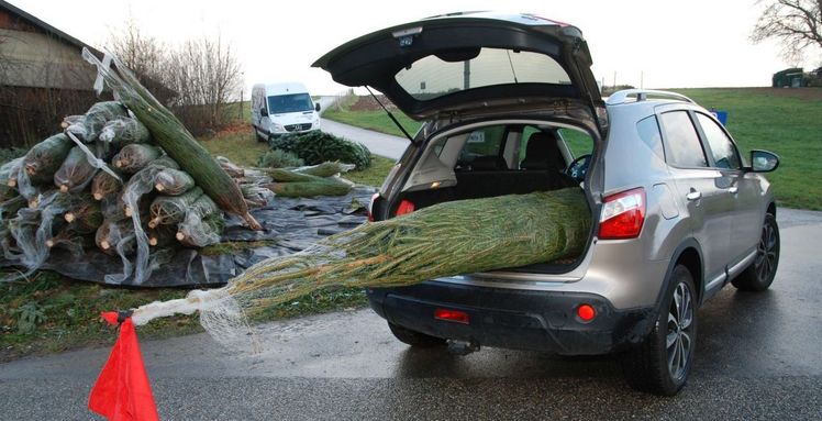 Egal ob auf dem Dach oder im Fahrzeug: Damit der Weihnachtsbaum zu Hause ankommt, ohne Schaden anzurichten, muss er nach dem Verladen unbedingt fest verzurrt werden. Das gilt erst recht, wenn die Heckklappe zum Transport offenbleibt. Bild: DEKRA.
