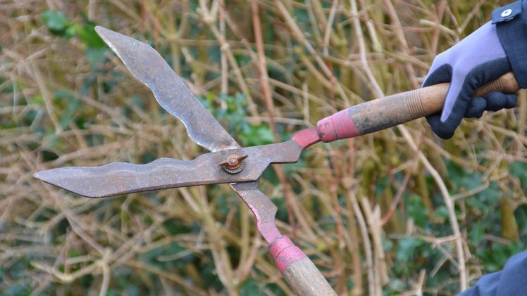 Naturschutz: Vom 1. März bis zum 30. September ist es in der freien Landschaft außerhalb des Waldes verboten, Bäume, Hecken, Gebüsche und andere Gehölze abzuschneiden, bis auf den Wurzelstock zurückzuschneiden und zu beseitigen. Foto: Ehrecke/Landwirtschaftskammer Niedersachsen