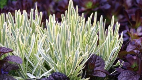 Lavandula angustifolia 'Platinum Blonde'®. Bild: Concept Factory.