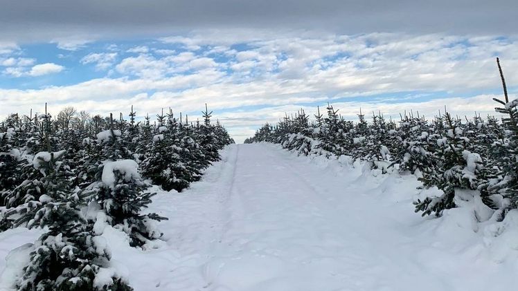 Aktuell ist kein Durchkommen in den tief verschneiten Weihnachtsbaumkulturen in Süddeutschland. Foto: VNWB.