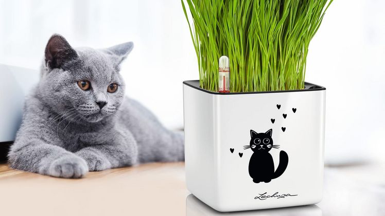 Immer frisches Katzengras. Bild: Lechuza.