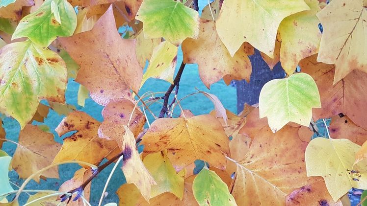 Der Herbst ist da. Bild: GABOT.