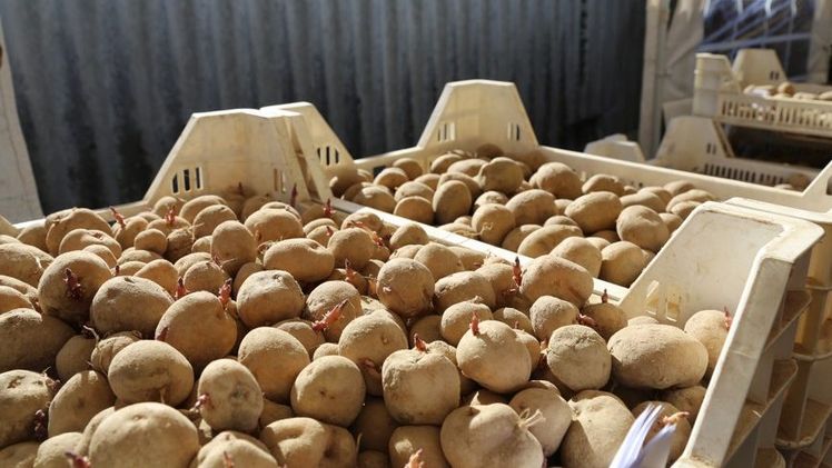 Ein zentrales Problem im vergangenen Jahr war die Knappheit an Pflanzkartoffeln. Bild: Renate Hodel, lid.
