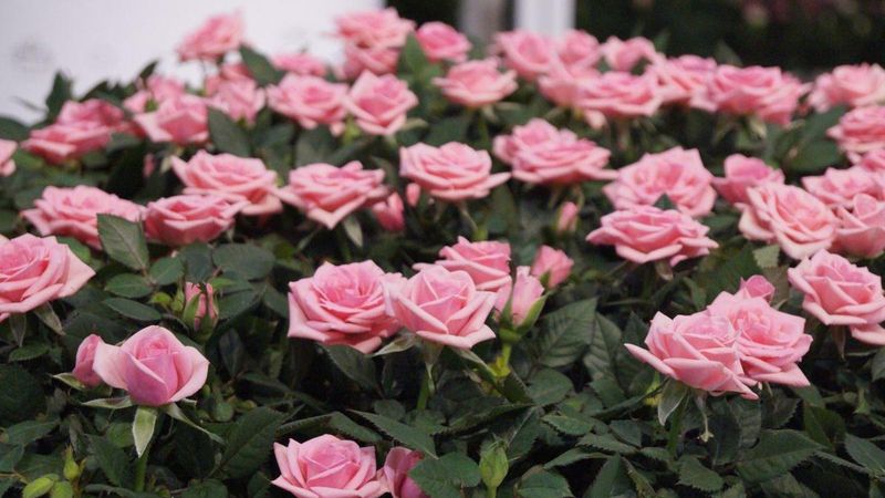 iVerde: Ein duftender Garten mit Rosen | Gabot.de